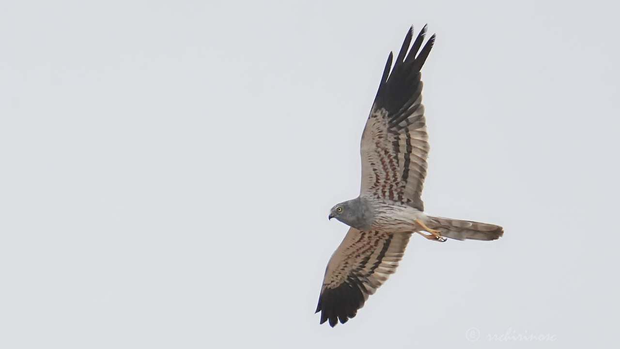 Montagu's harrier