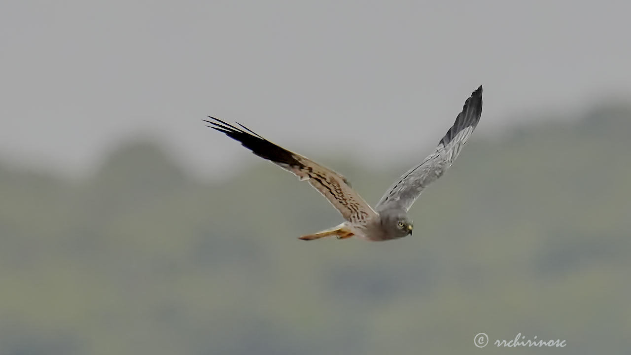 Montagu's harrier