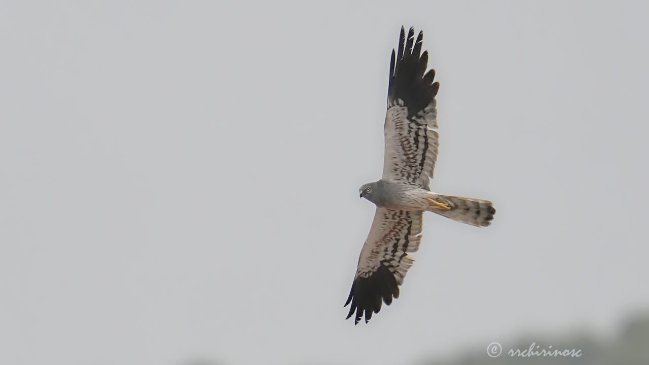 Montagu's harrier