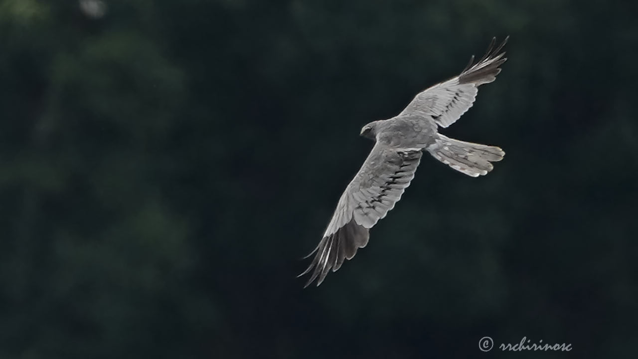 Montagu's harrier