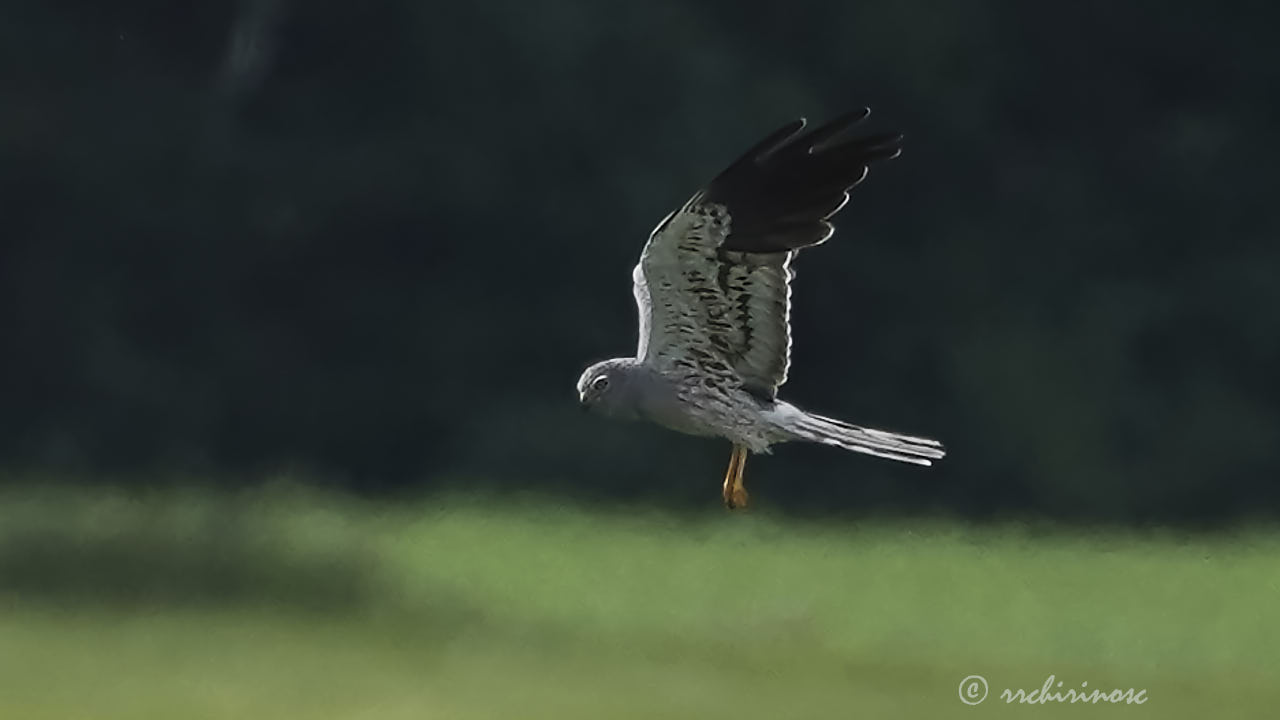 Montagu's harrier