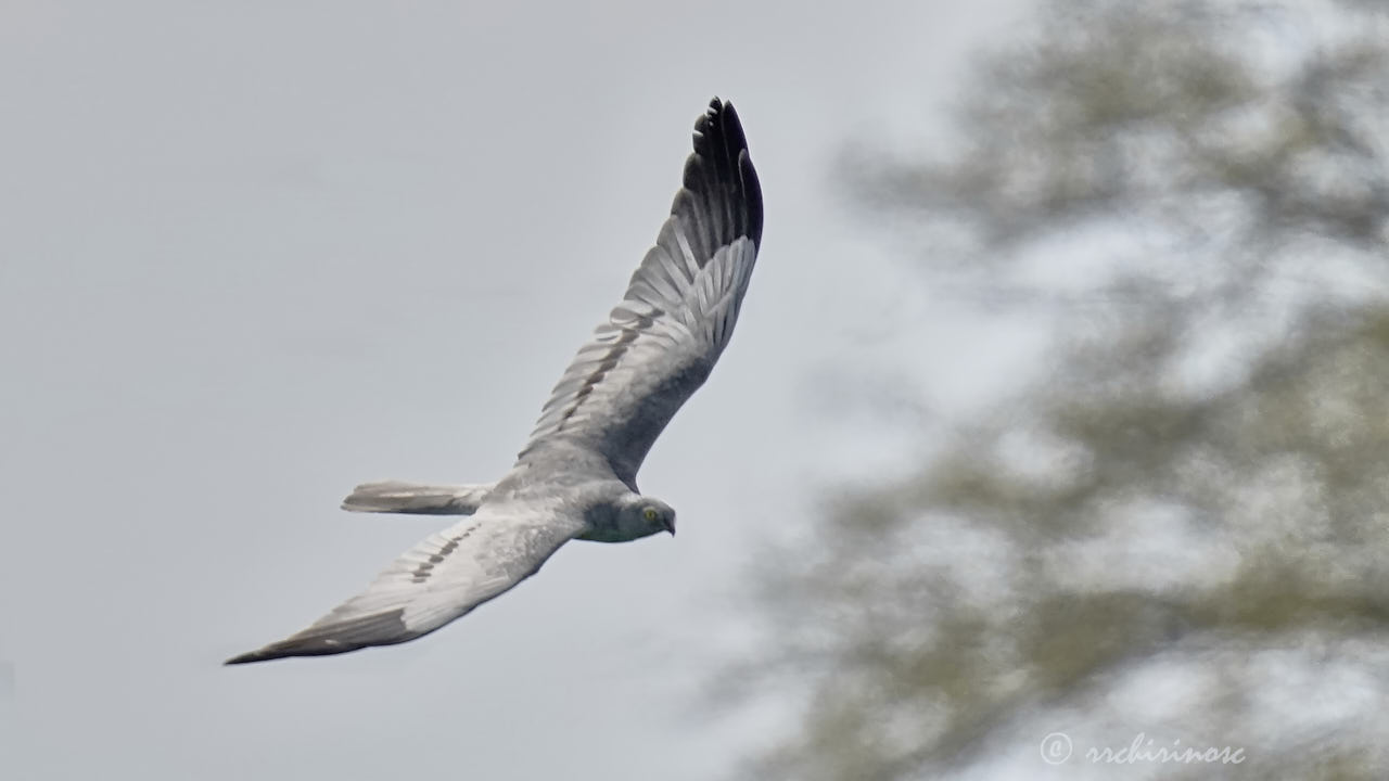 Montagu's harrier