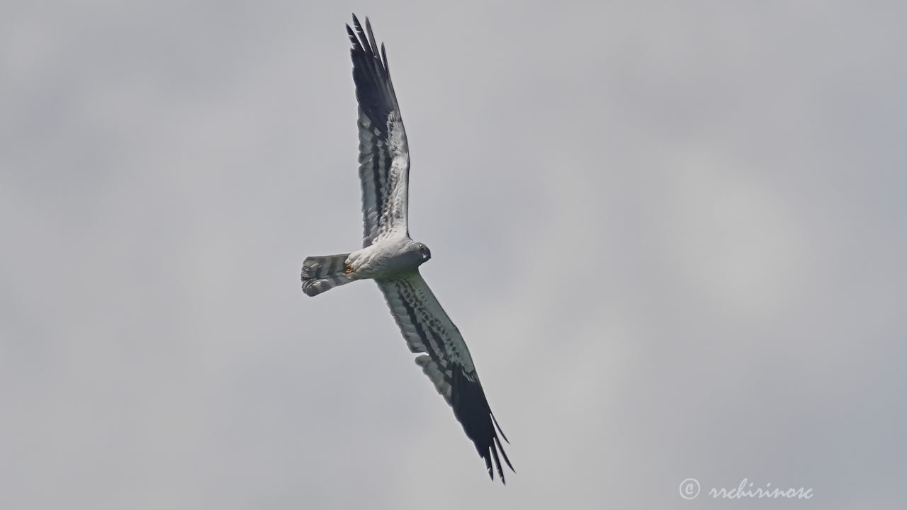 Montagu's harrier