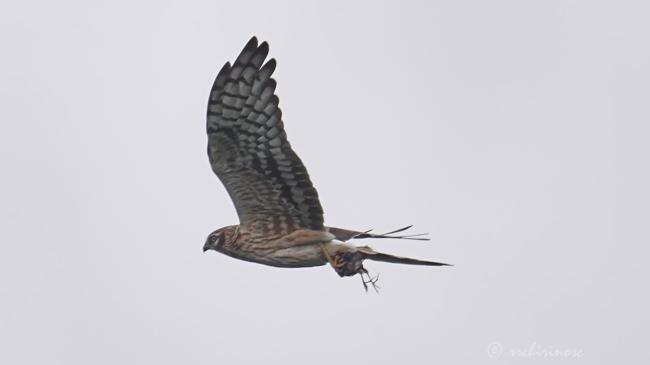 Montagu's harrier