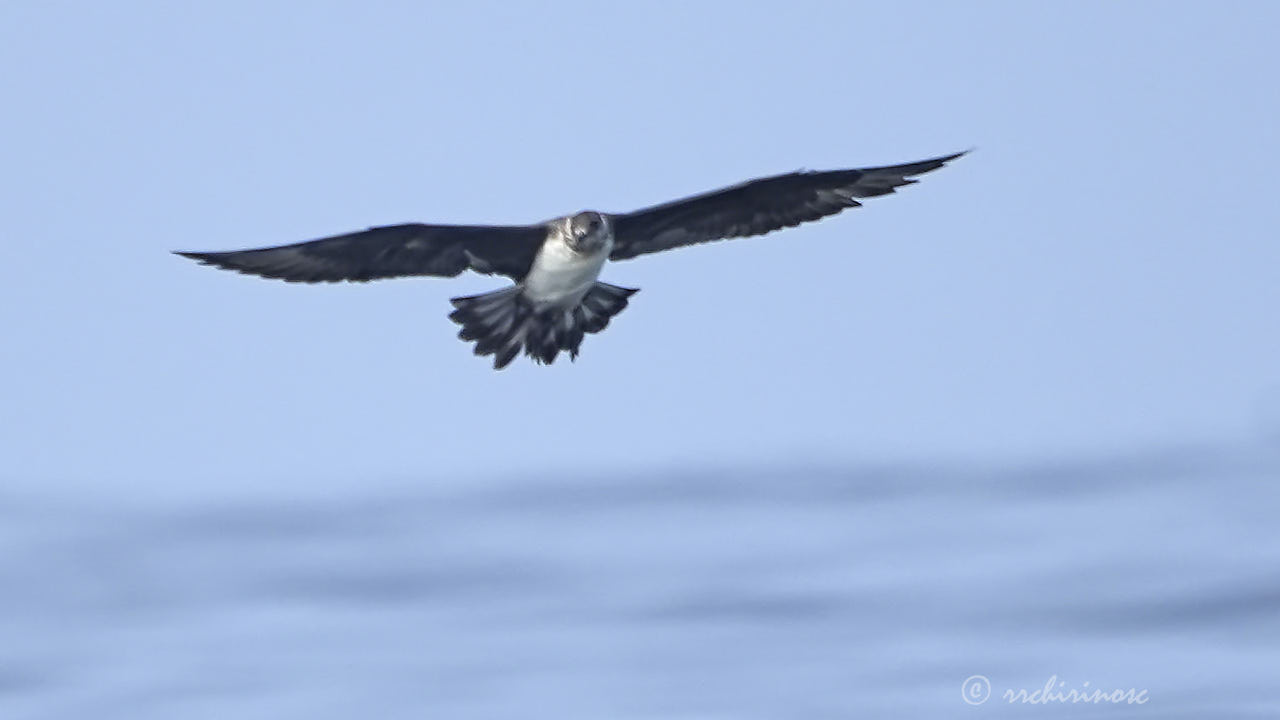 Parasitic jaeger