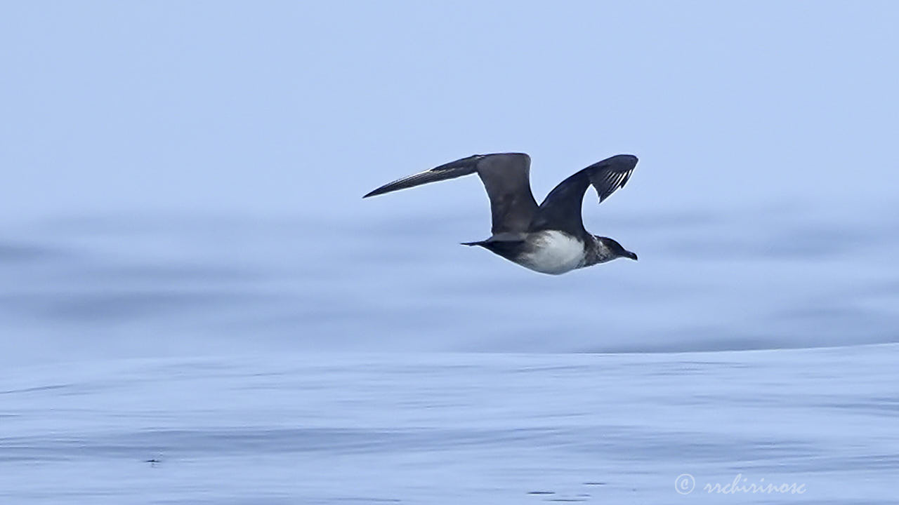 Parasitic jaeger