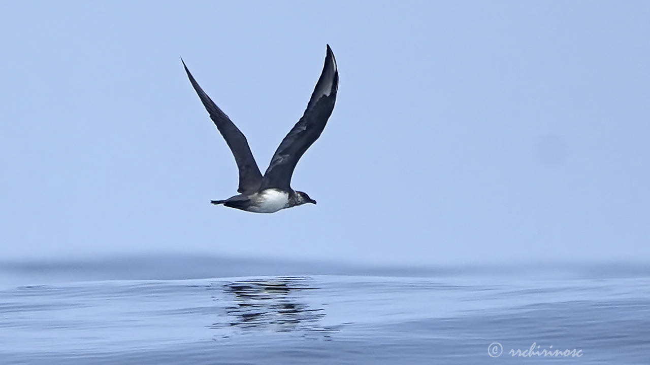 Parasitic jaeger