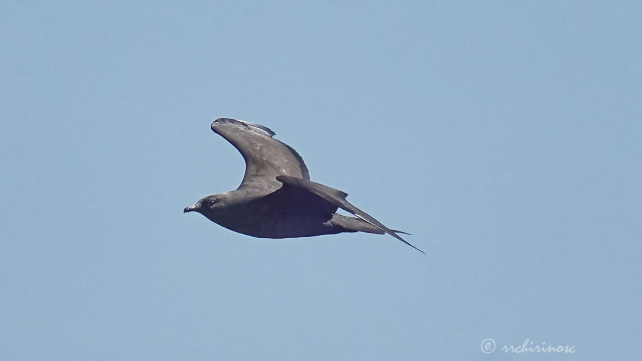 Parasitic jaeger