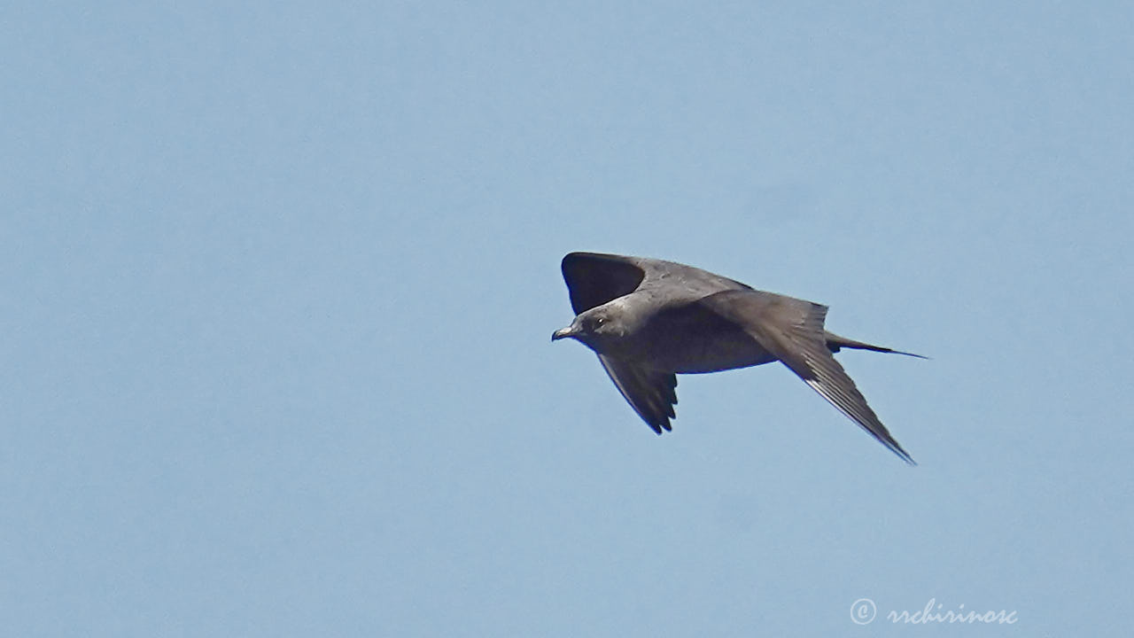 Parasitic jaeger