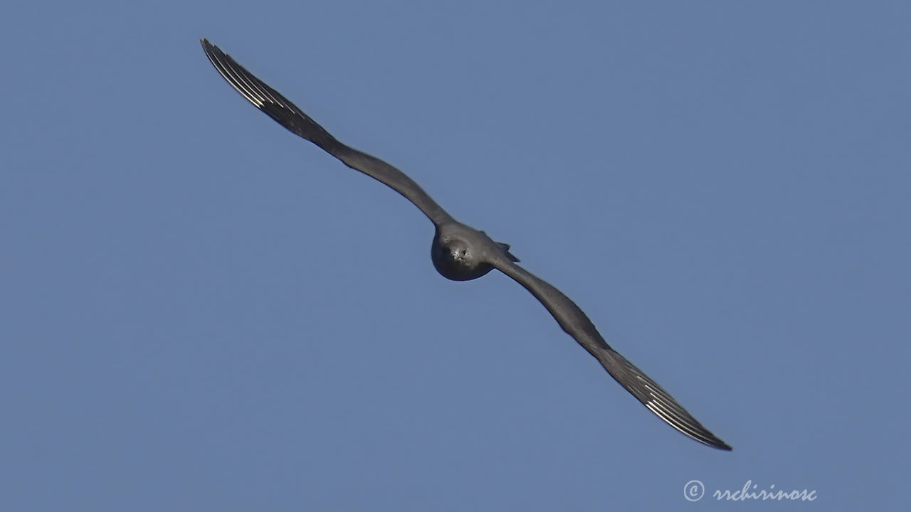 Parasitic jaeger