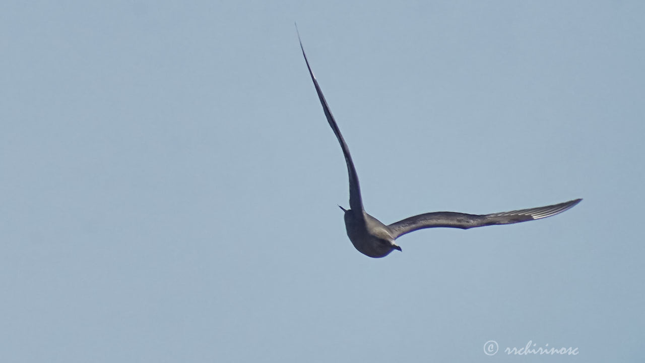 Parasitic jaeger