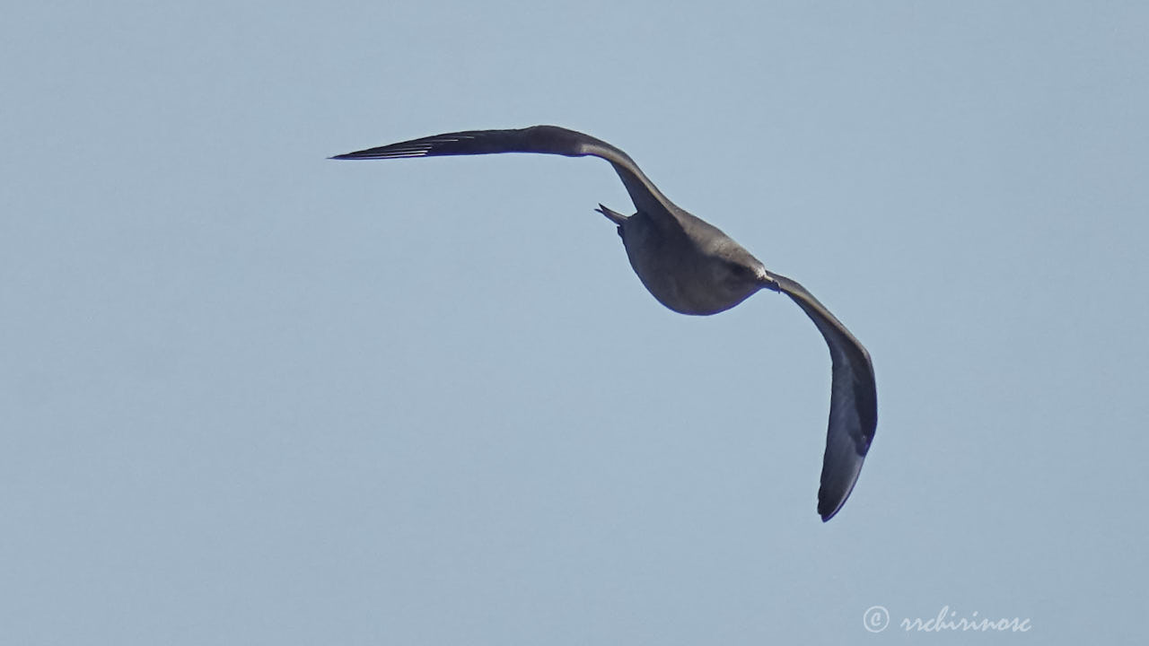 Parasitic jaeger