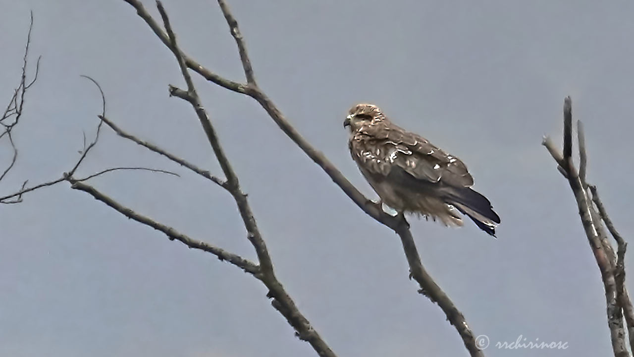 Black kite