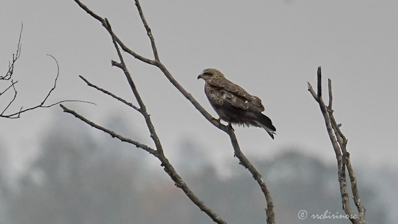 Black kite