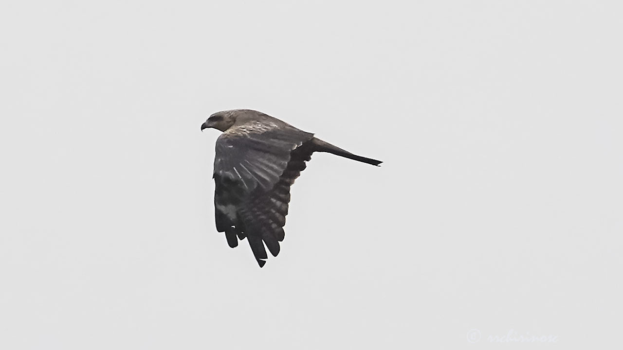 Black kite