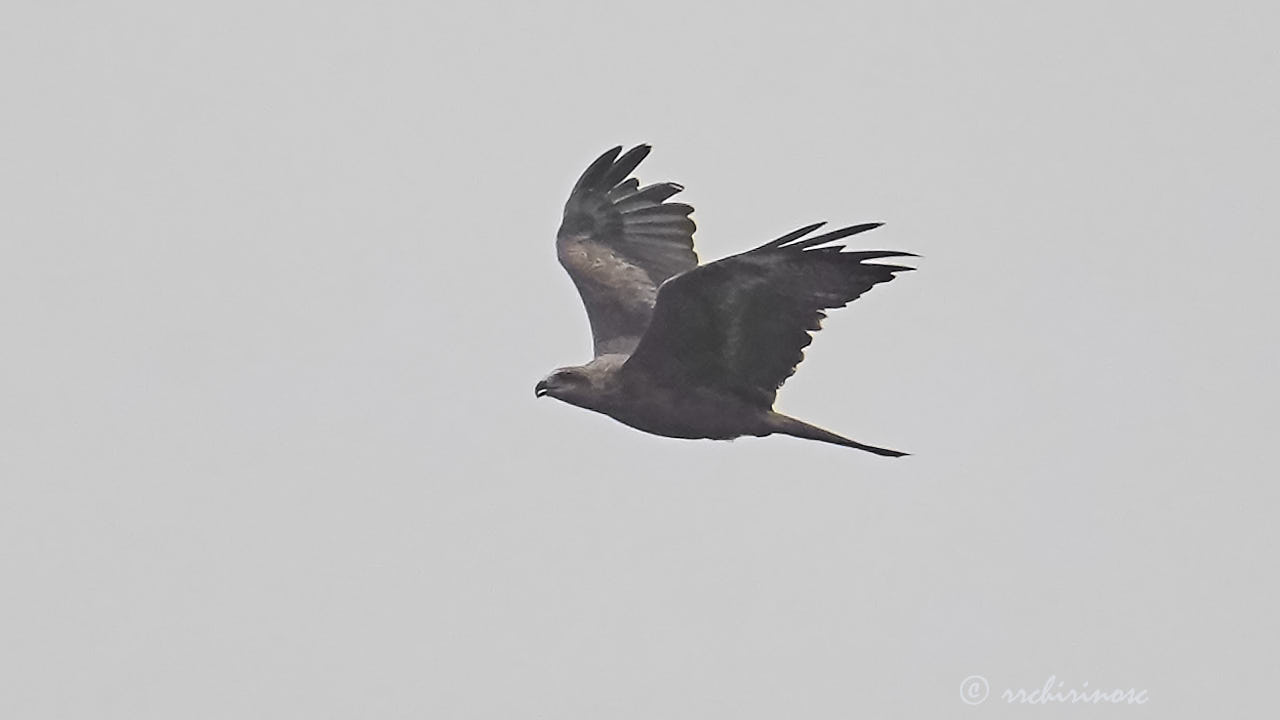 Black kite