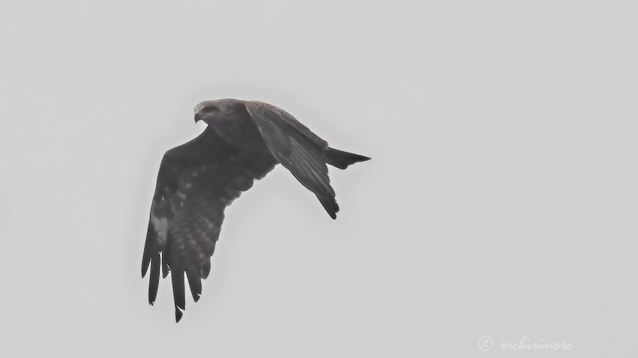 Black kite