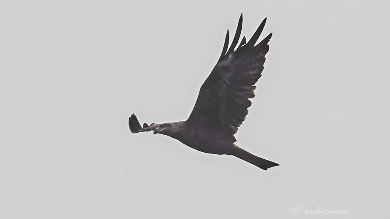 Black kite