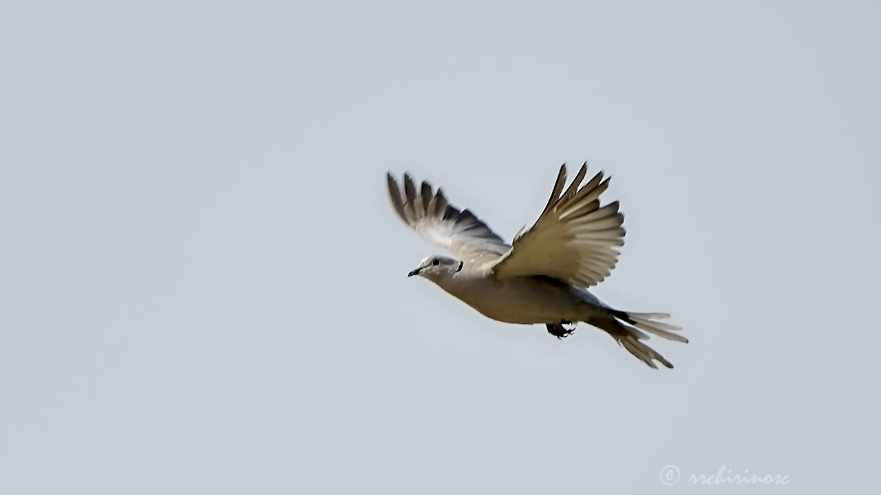 Eurasian collared-dove