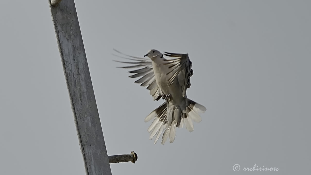 Eurasian collared-dove