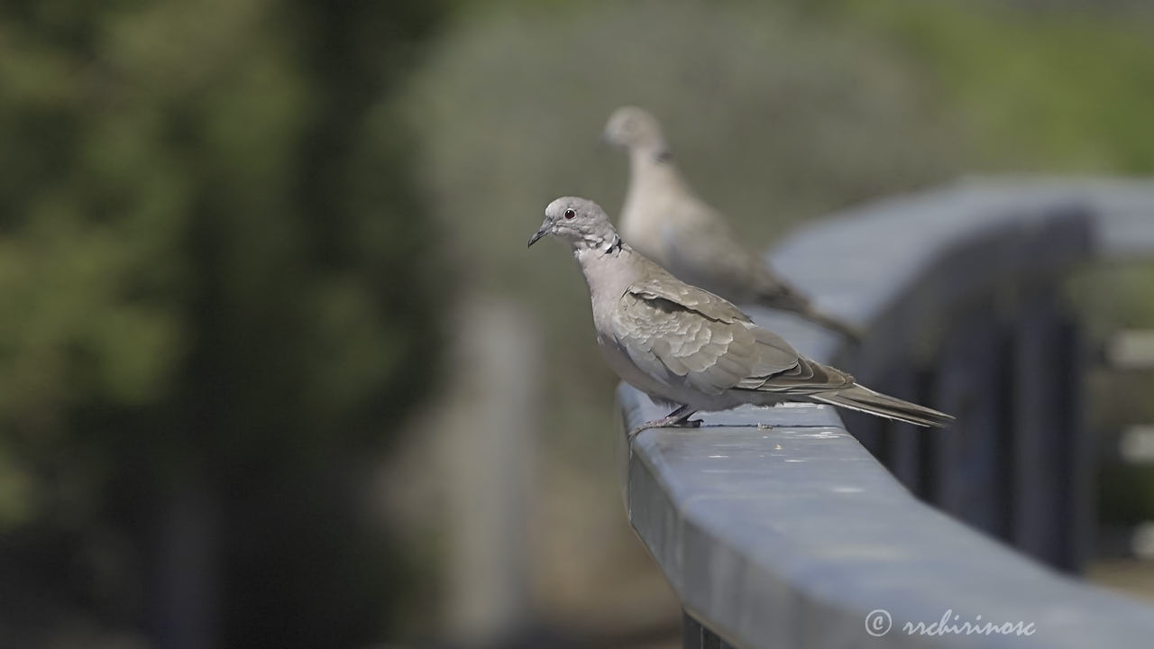 Eurasian collared-dove