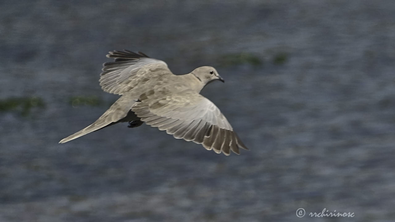 Eurasian collared-dove