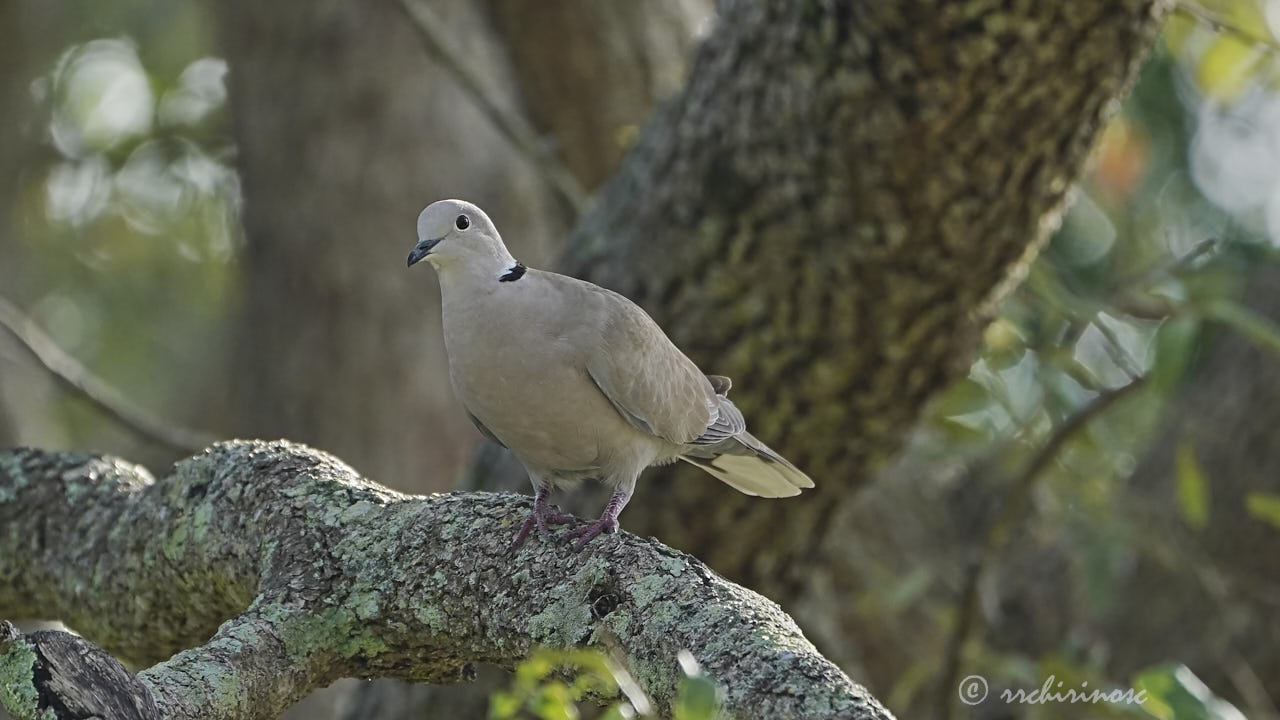 Eurasian collared-dove
