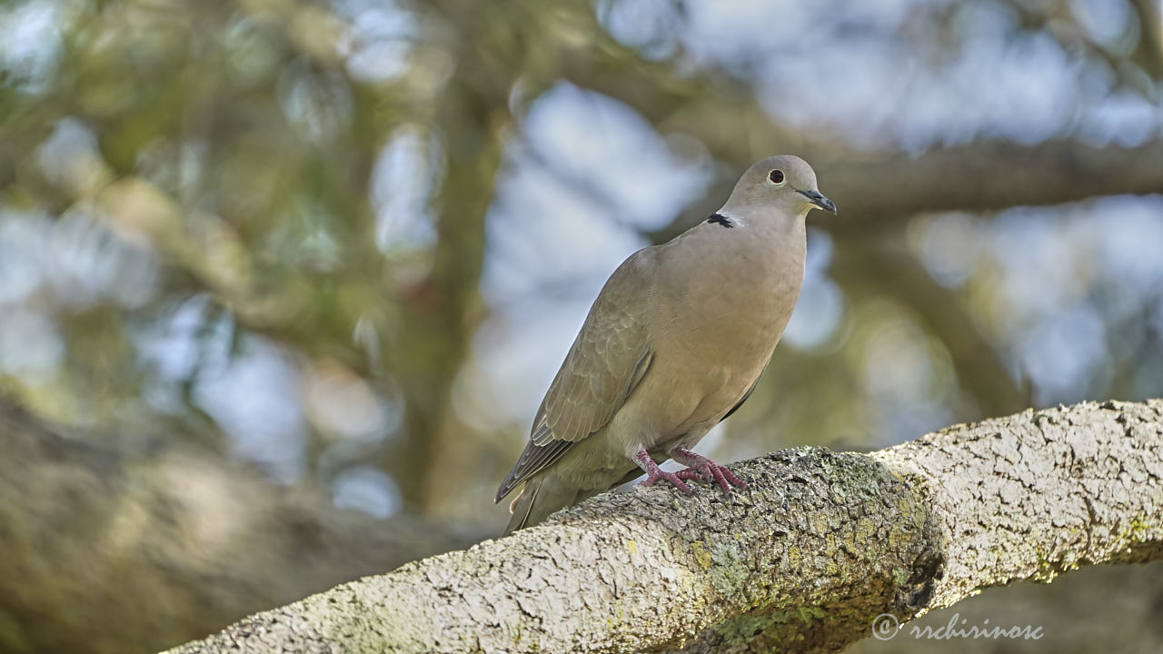 Eurasian collared-dove