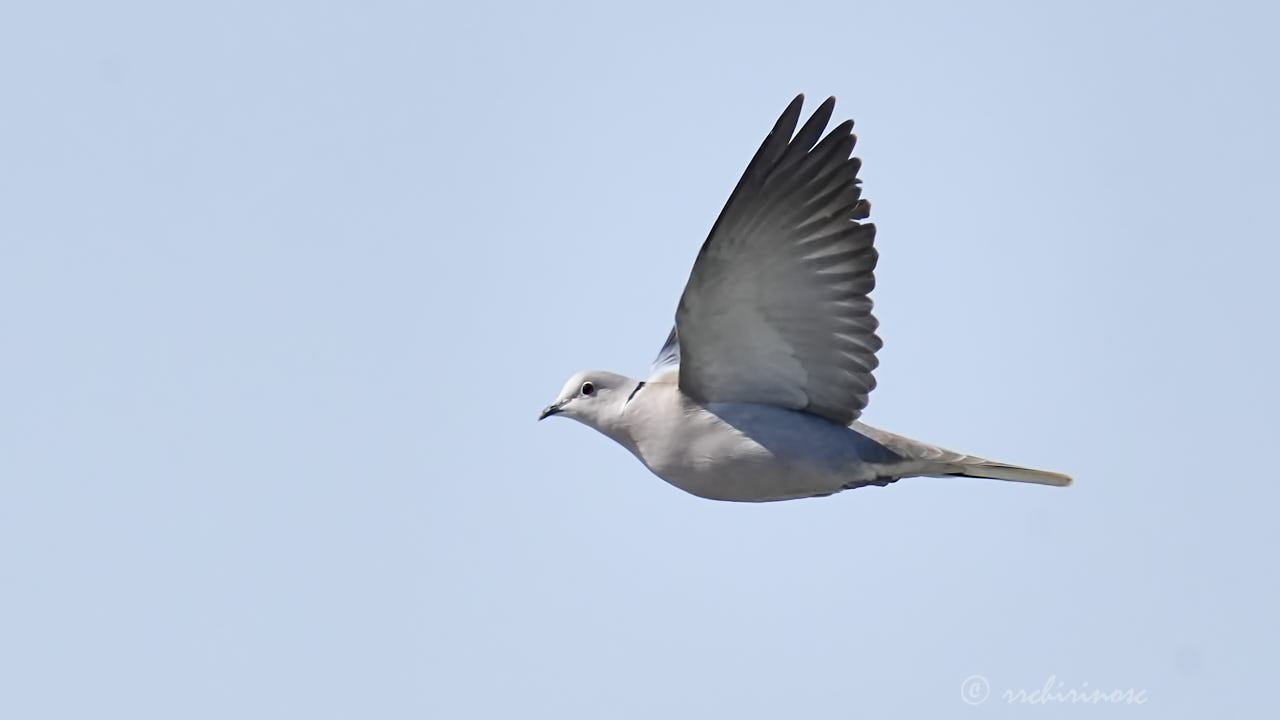 Eurasian collared-dove