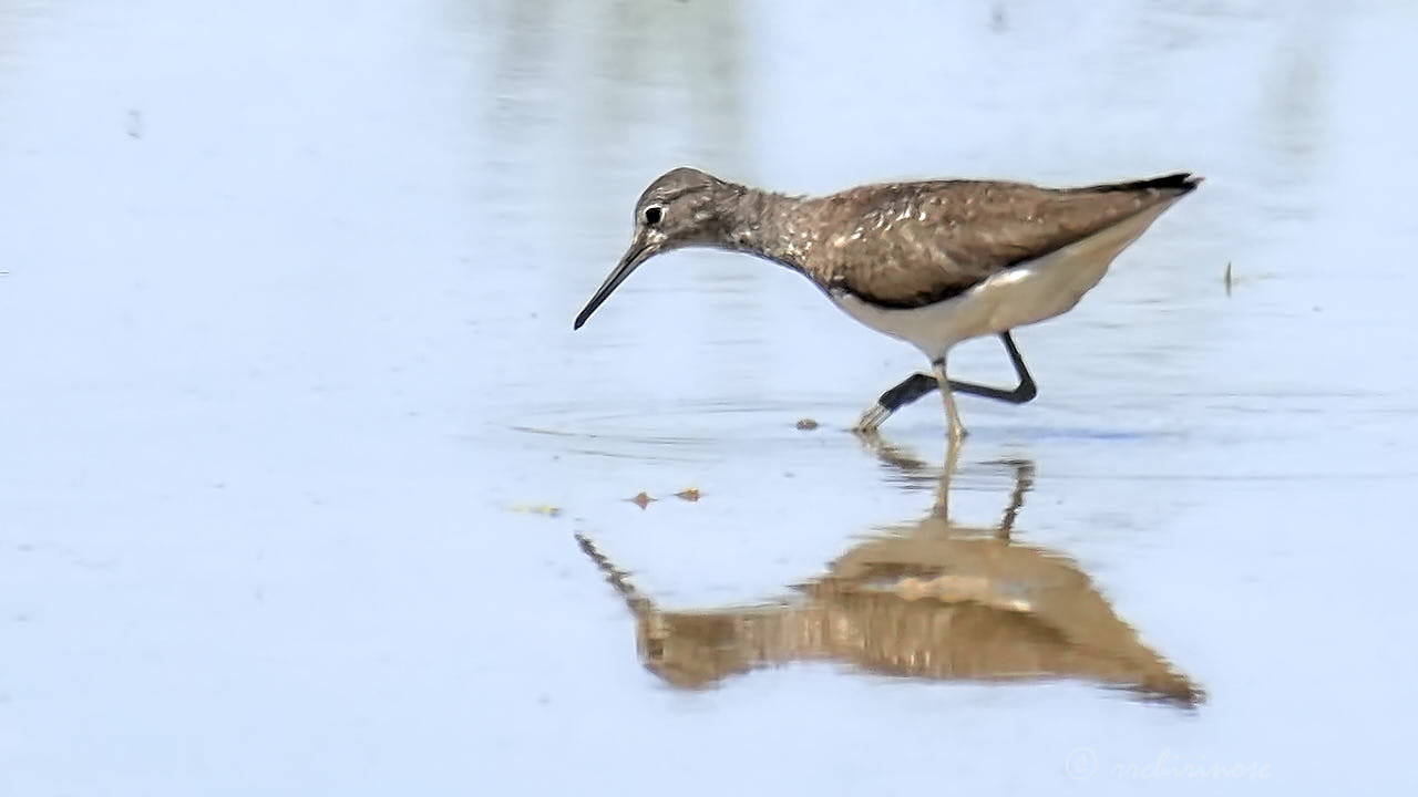 Green sandpiper