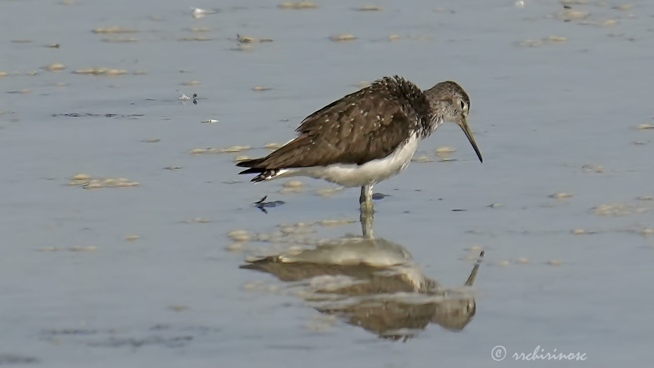 Green sandpiper