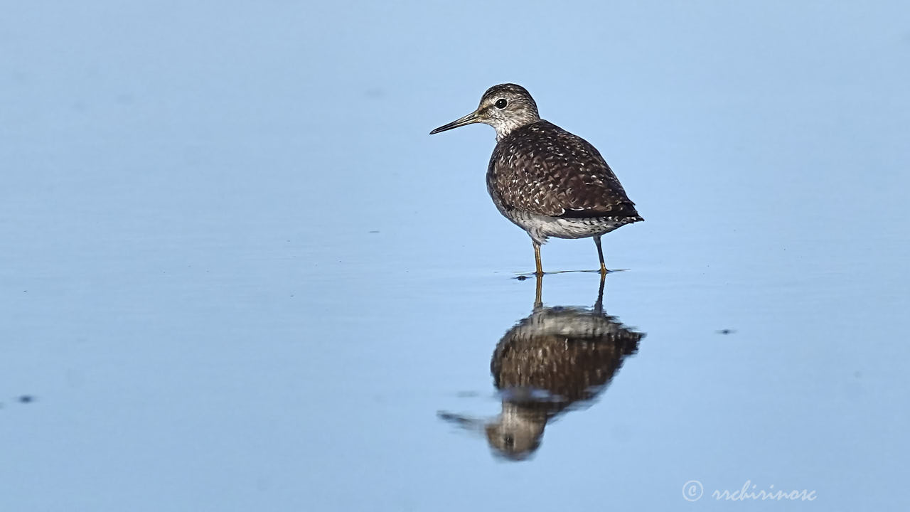 Green sandpiper