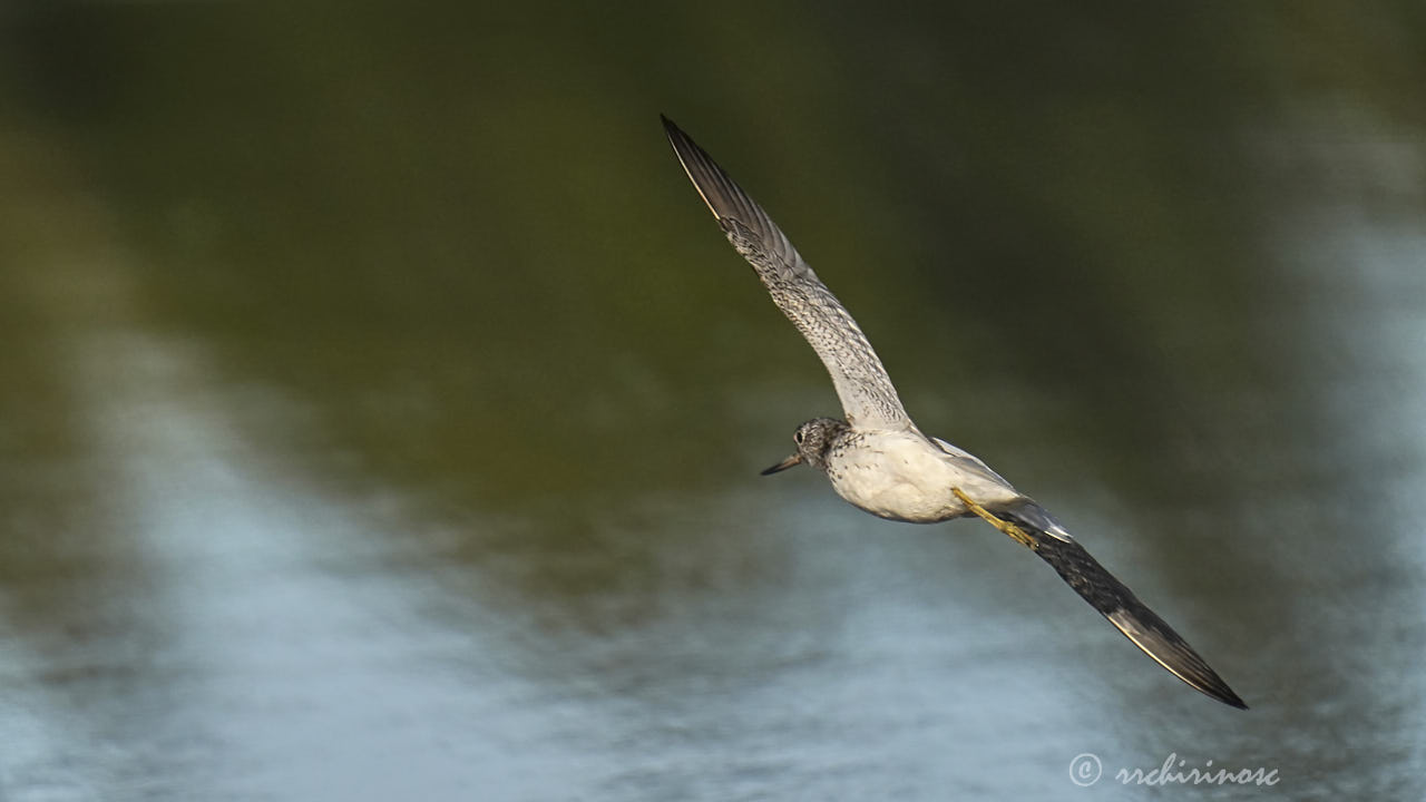 Green sandpiper