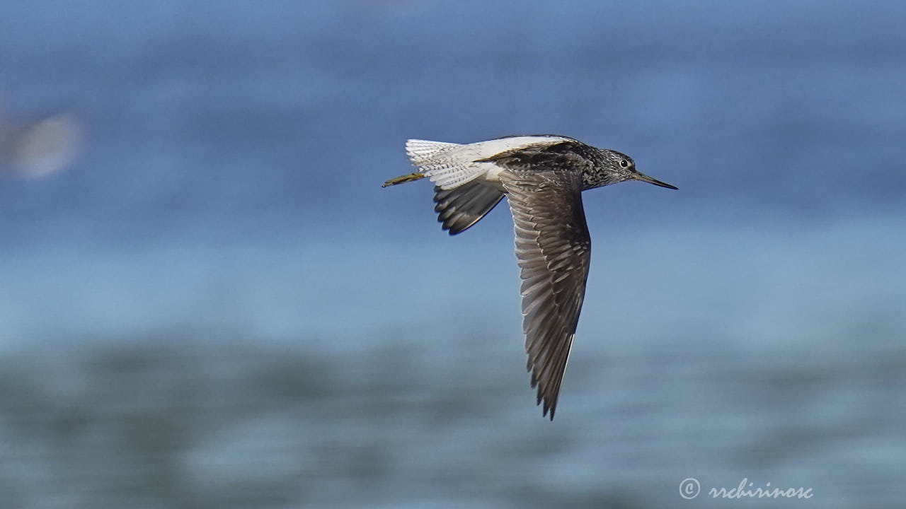 Green sandpiper