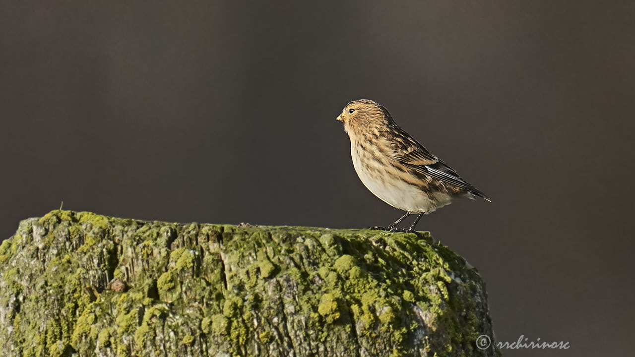 Twite