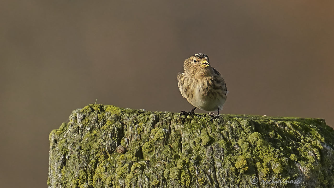 Twite