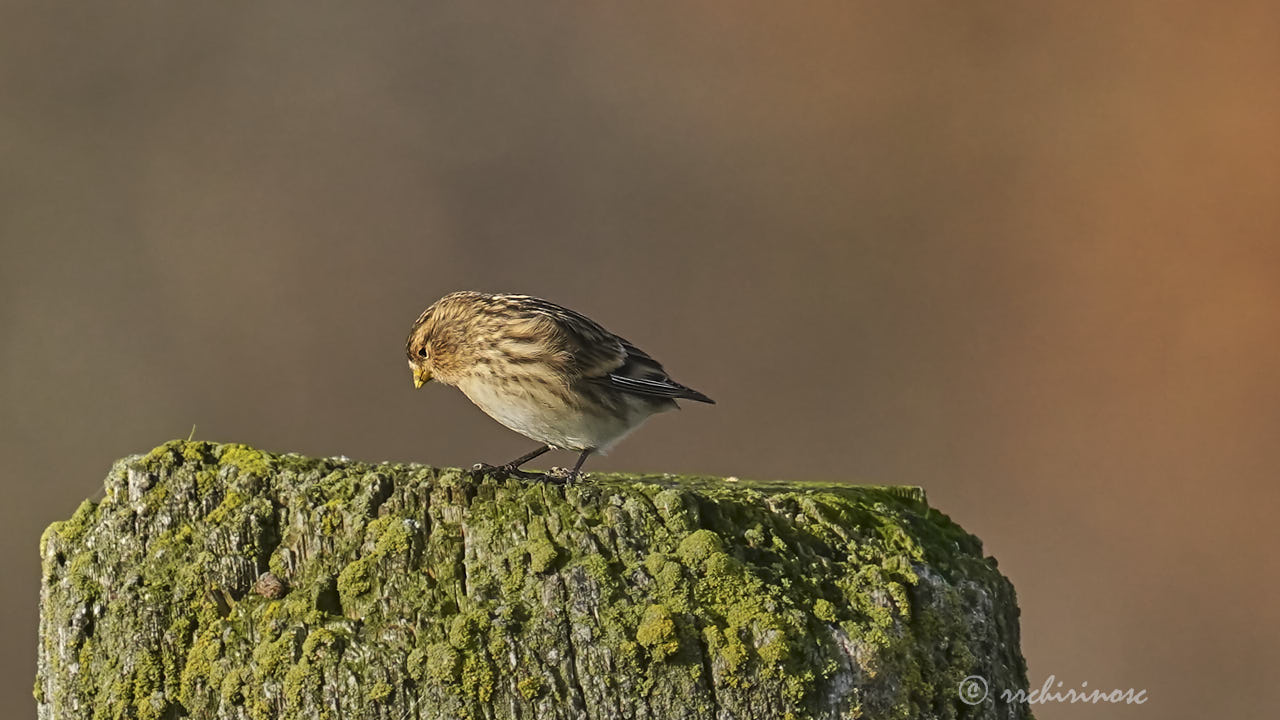 Twite