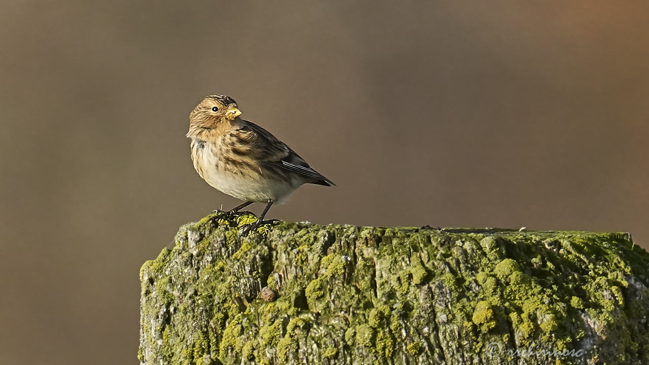 Twite