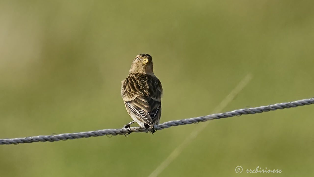 Twite