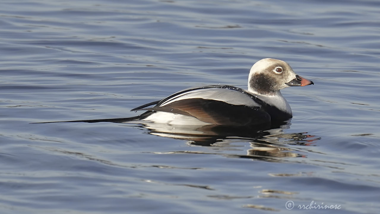 Long-tailed duck