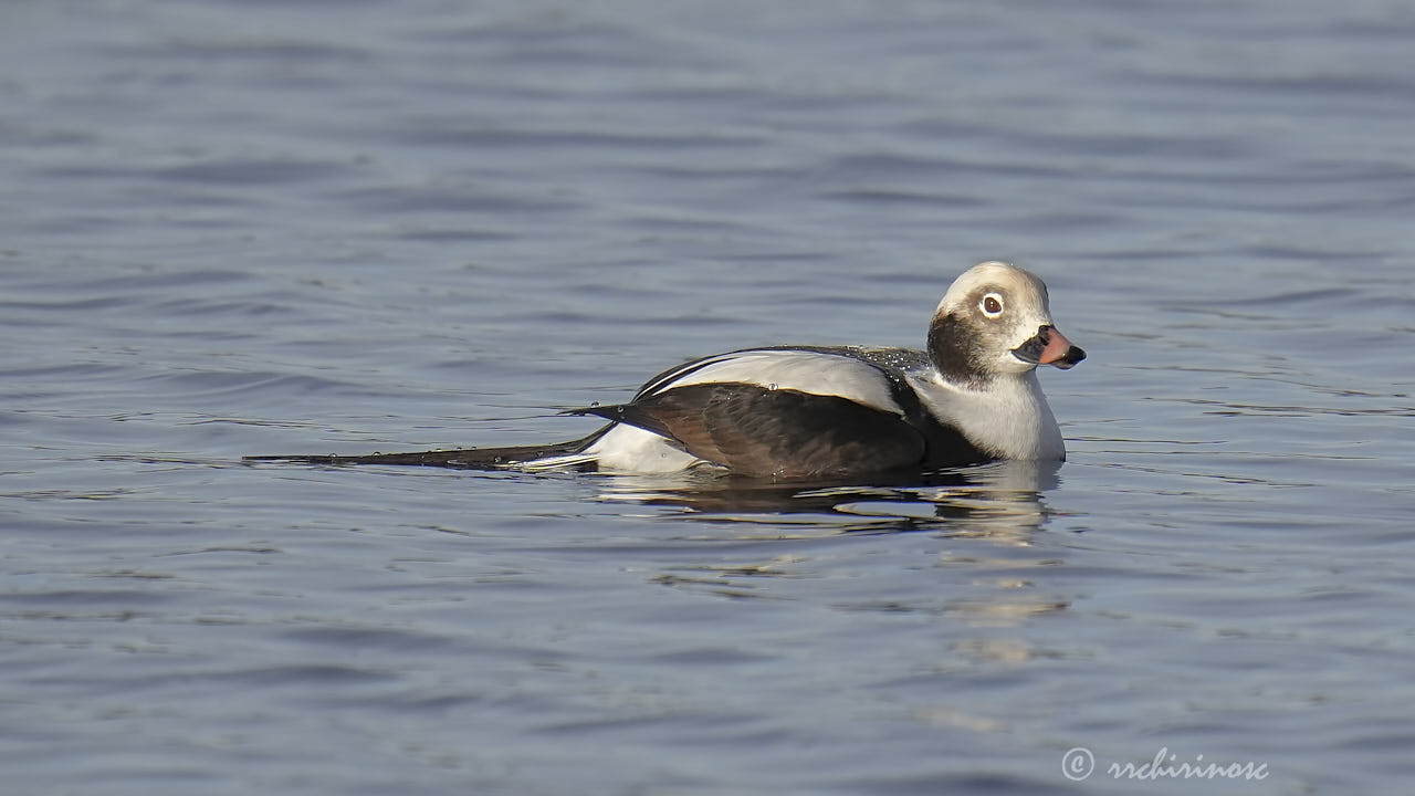 Long-tailed duck