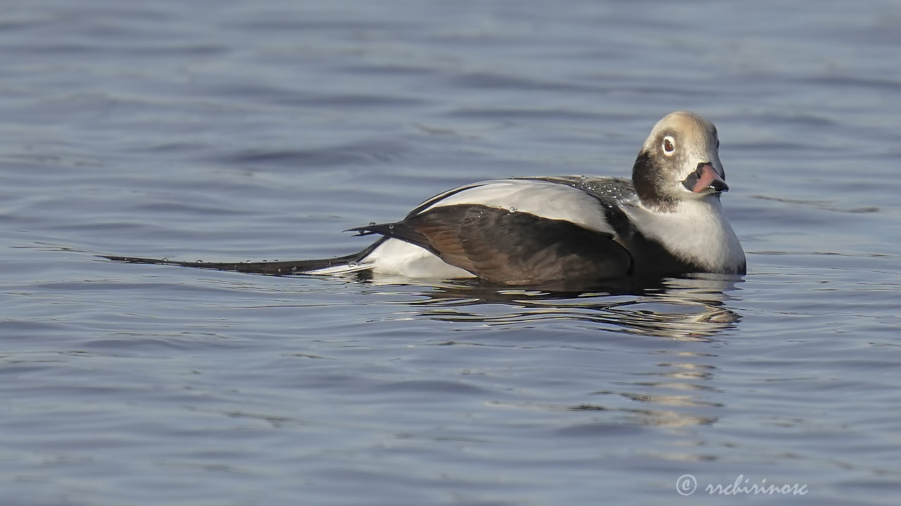 Long-tailed duck