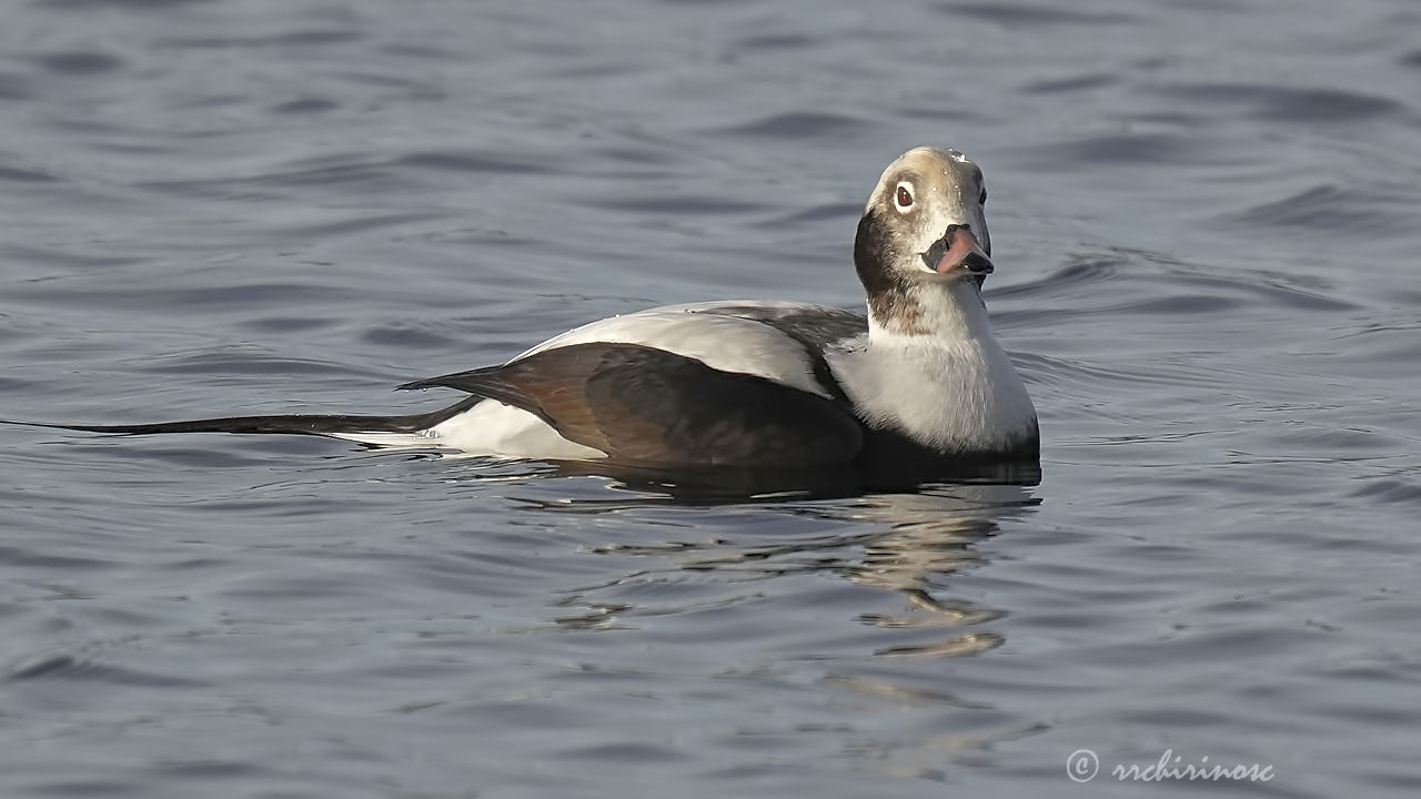 Long-tailed duck