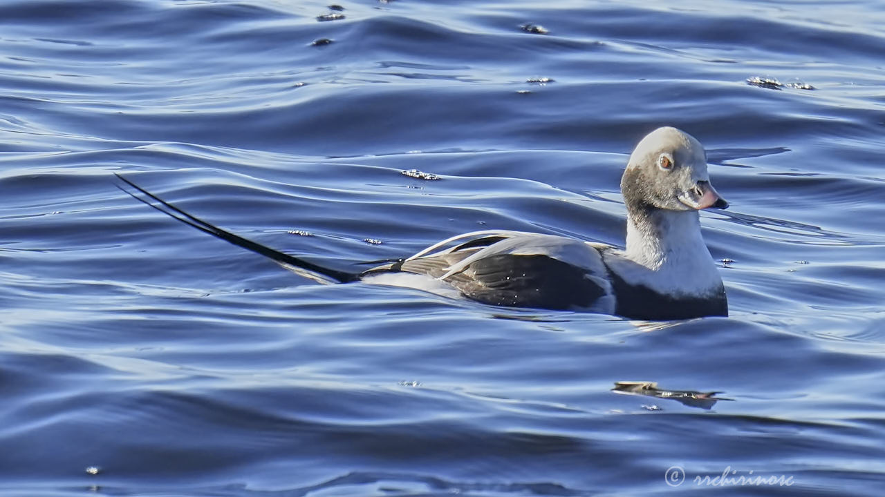 Long-tailed duck