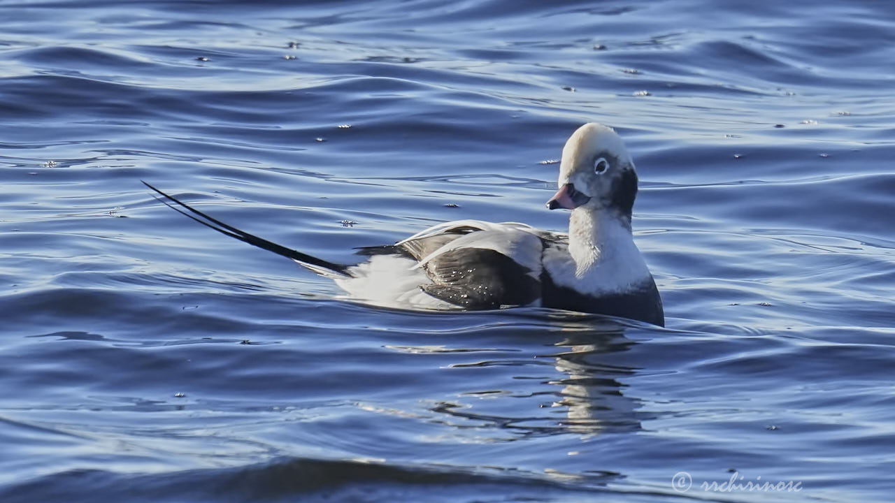 Long-tailed duck