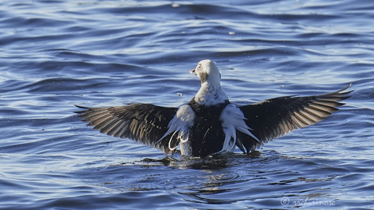 Long-tailed duck