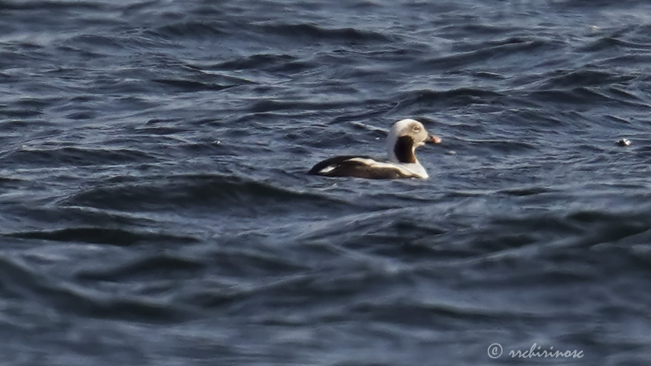 Long-tailed duck