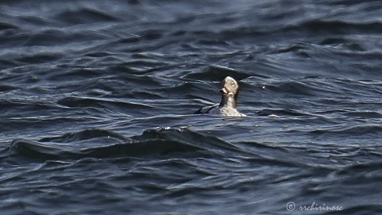 Long-tailed duck