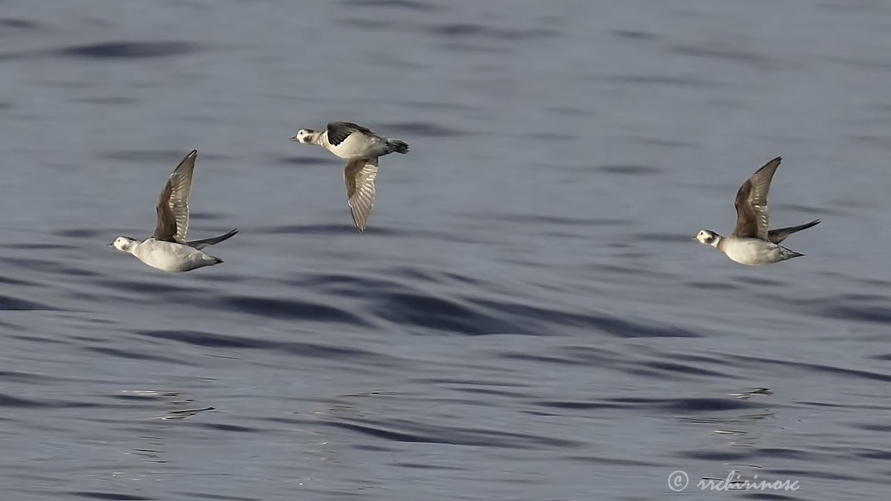 Long-tailed duck