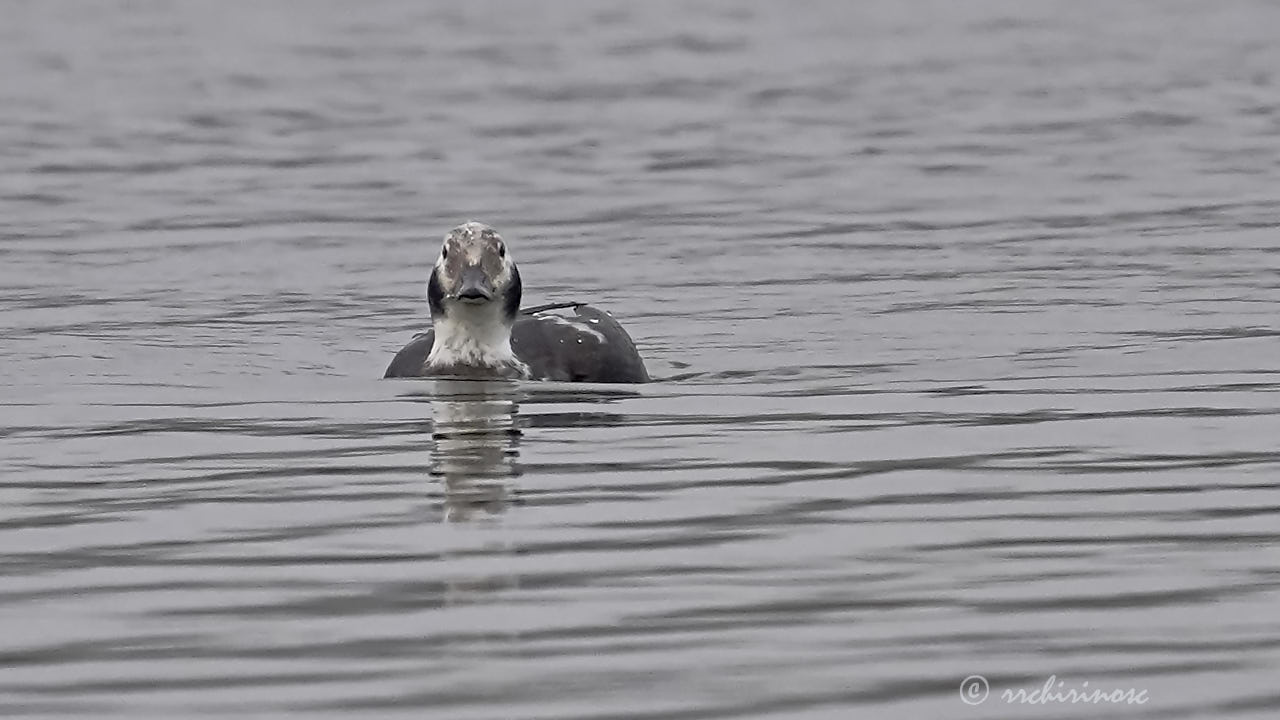 Long-tailed duck